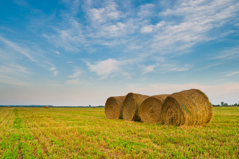 four bales of hay in a field on a sunny day